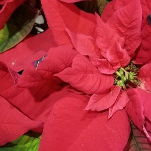 Meet your Posher, Jeanie